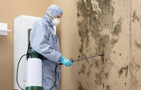 Best Mold Damage Restoration in USA